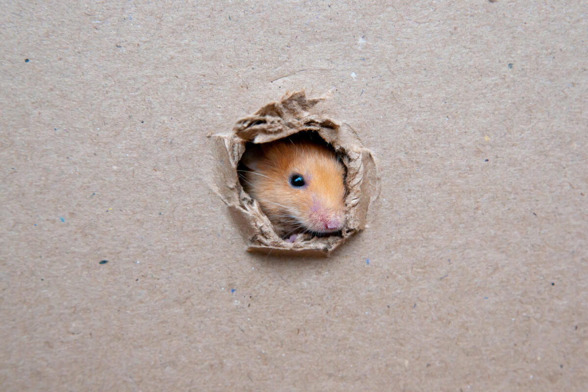How to Keep Rodents and Pests Out of Your Storage Unit?